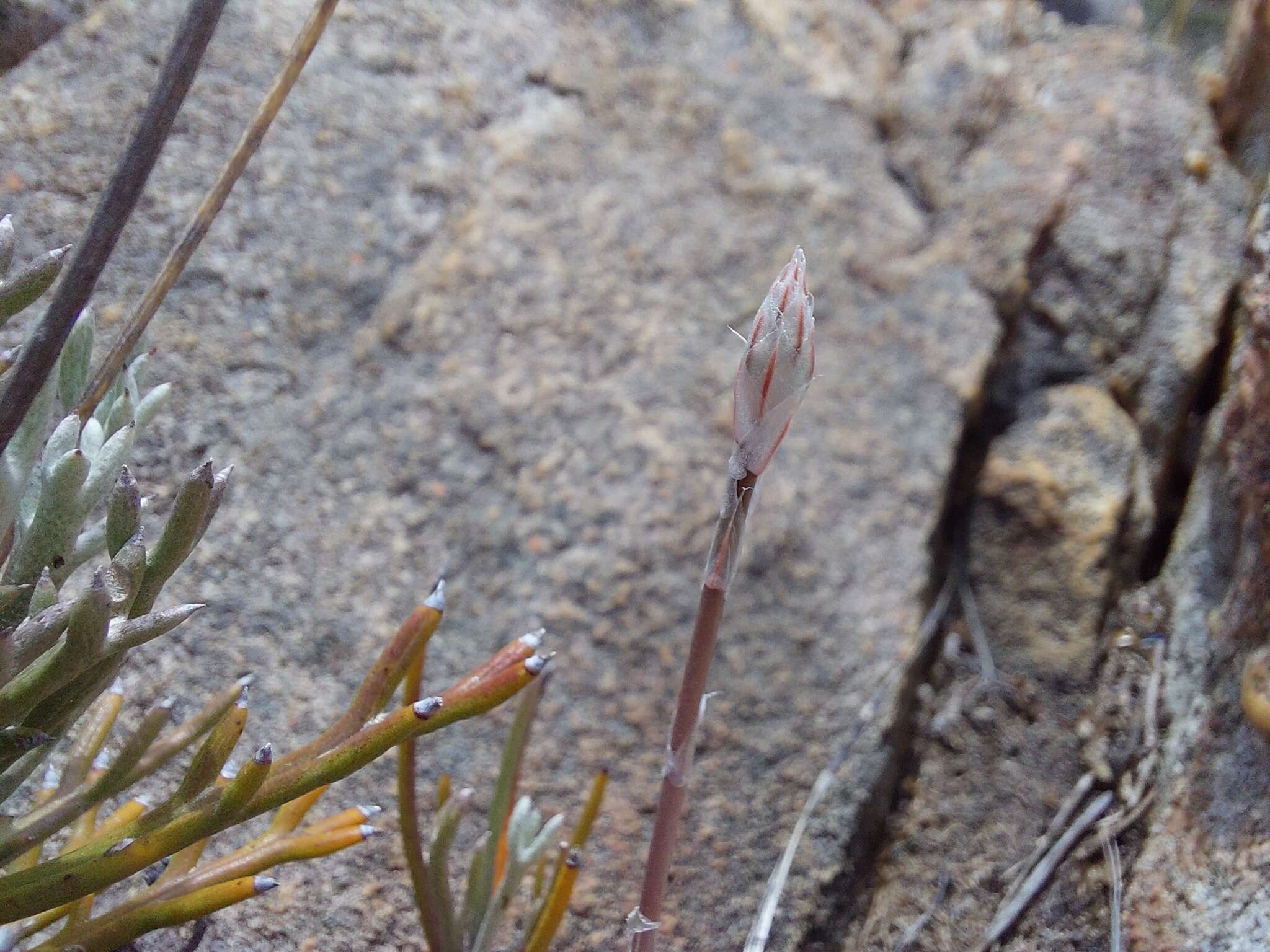 Image of Haworthia nortieri G. G. Sm.