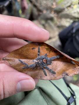 Image of Caribena laeta (C. L. Koch 1842)