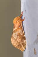 Image of Four-spotted Ghost Moth