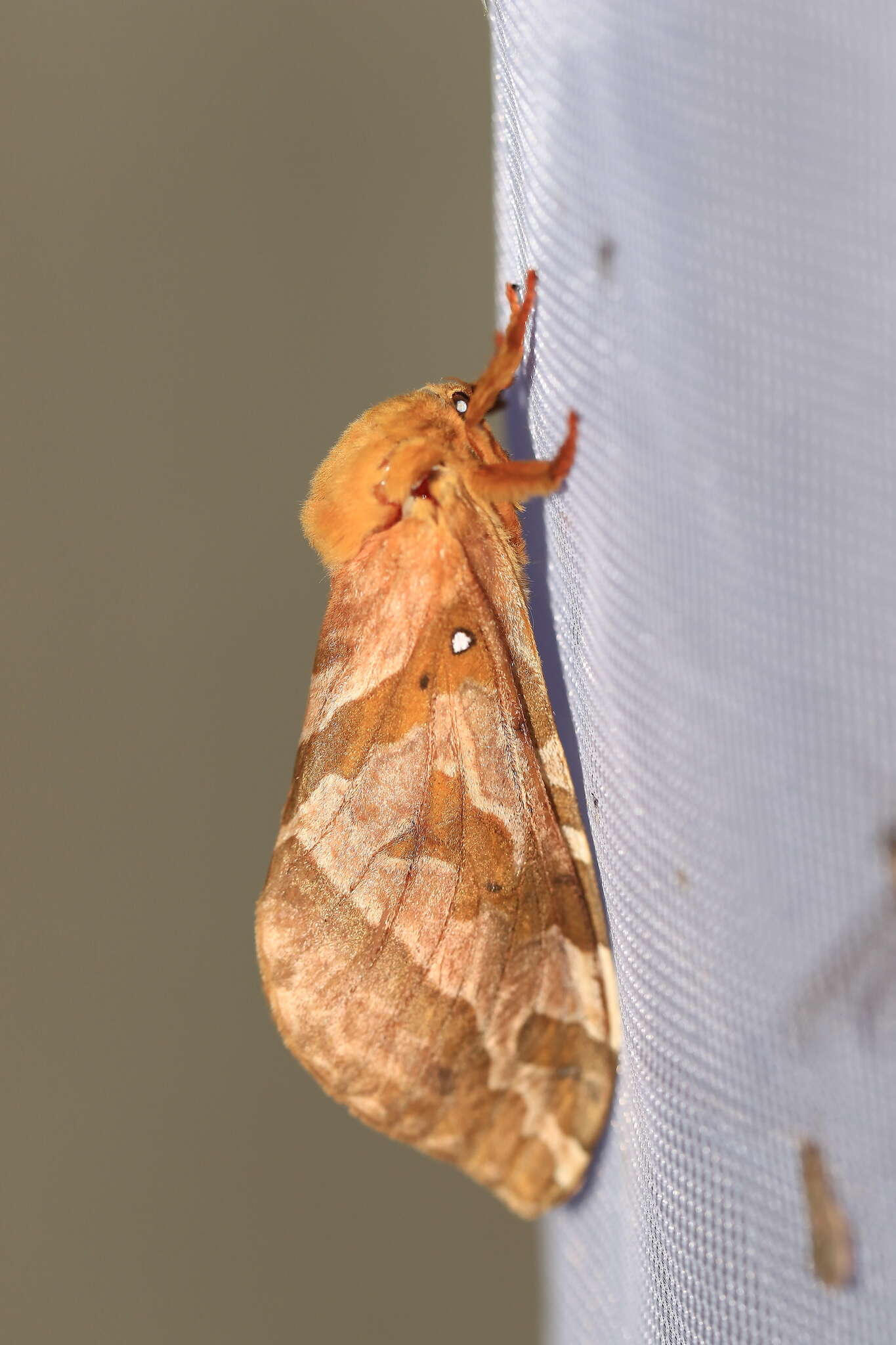 Image of Four-spotted Ghost Moth