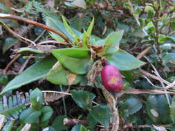 Image of Tripterospermum alutaceifolium (T. S. Liu & C. C. Kuo) J. Murata