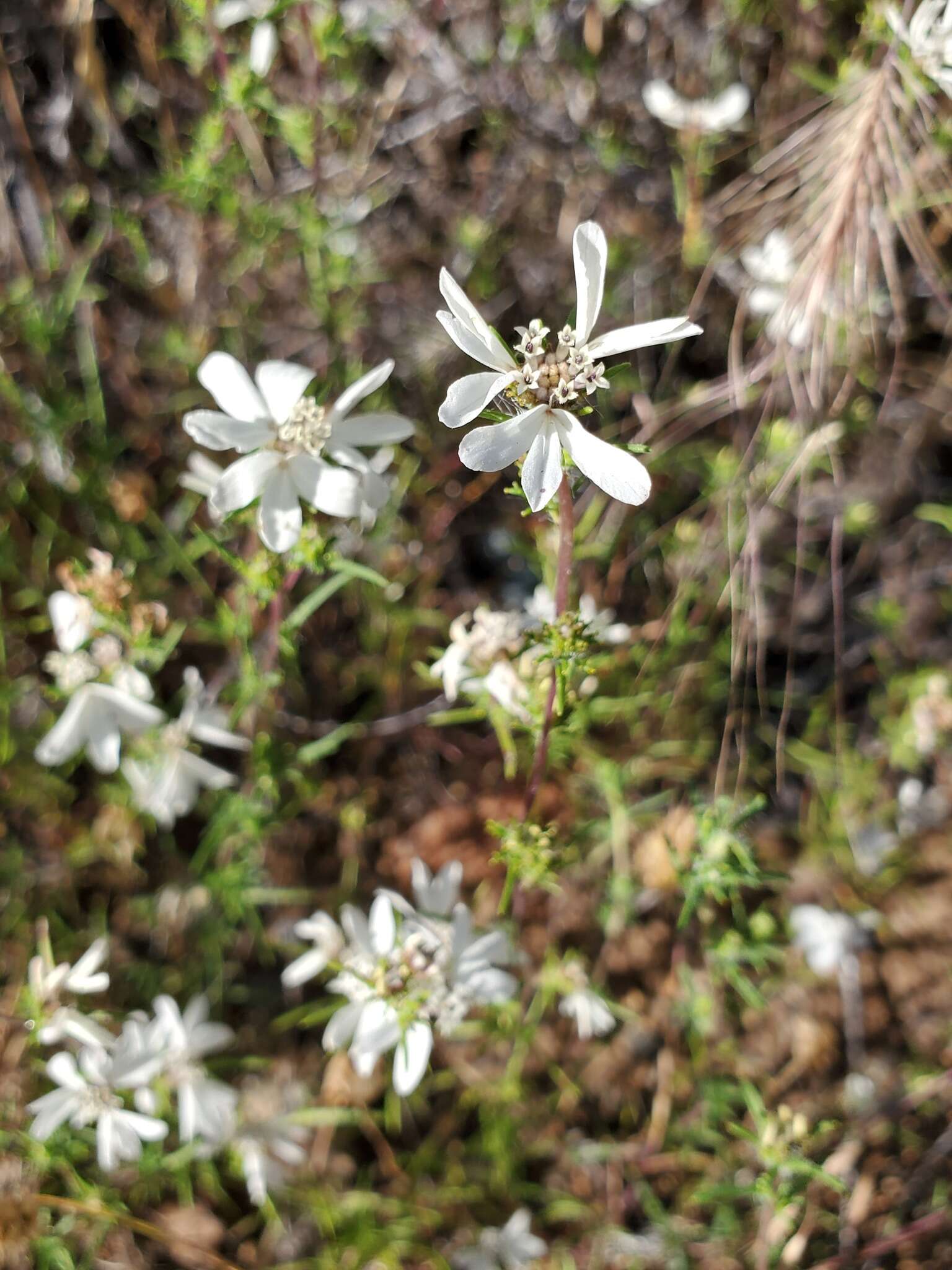 Plancia ëd Calycadenia fremontii A. Gray