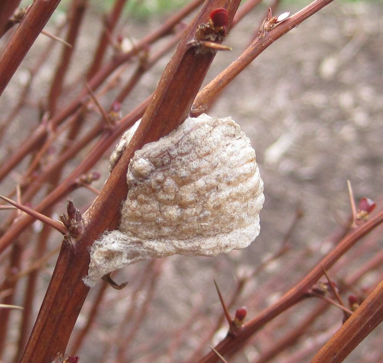 Image of Chinese mantis