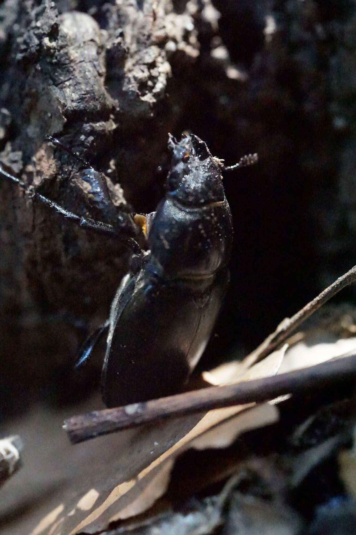 Image de Lucanus cervus cervus