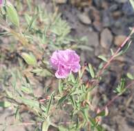 Слика од Clarkia speciosa subsp. immaculata F. H. Lewis & M. E. Lewis