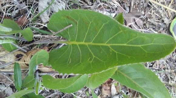 Image de Silphium terebinthinaceum Jacq.