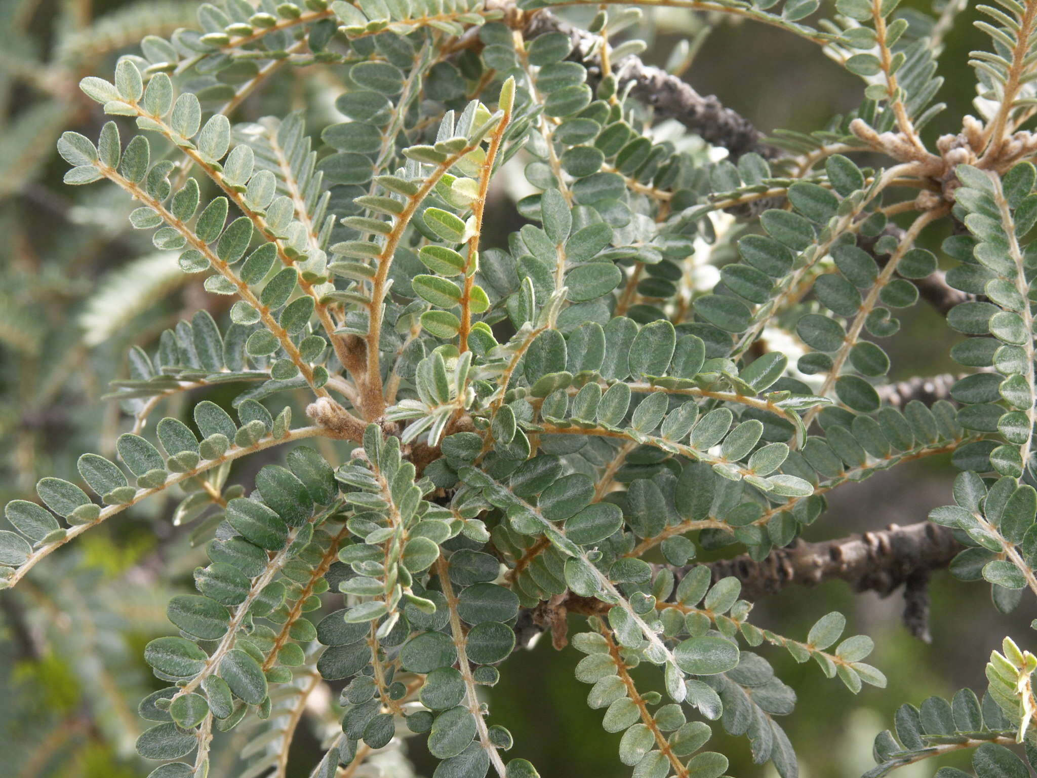 Image of Sophora denudata Bory