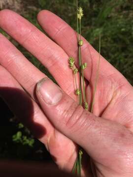 Image of Gray Bog Sedge