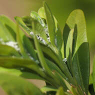 Image of Boxwood Psyllid