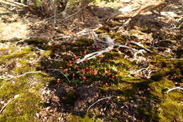 Image of Utricularia menziesii R. Br.