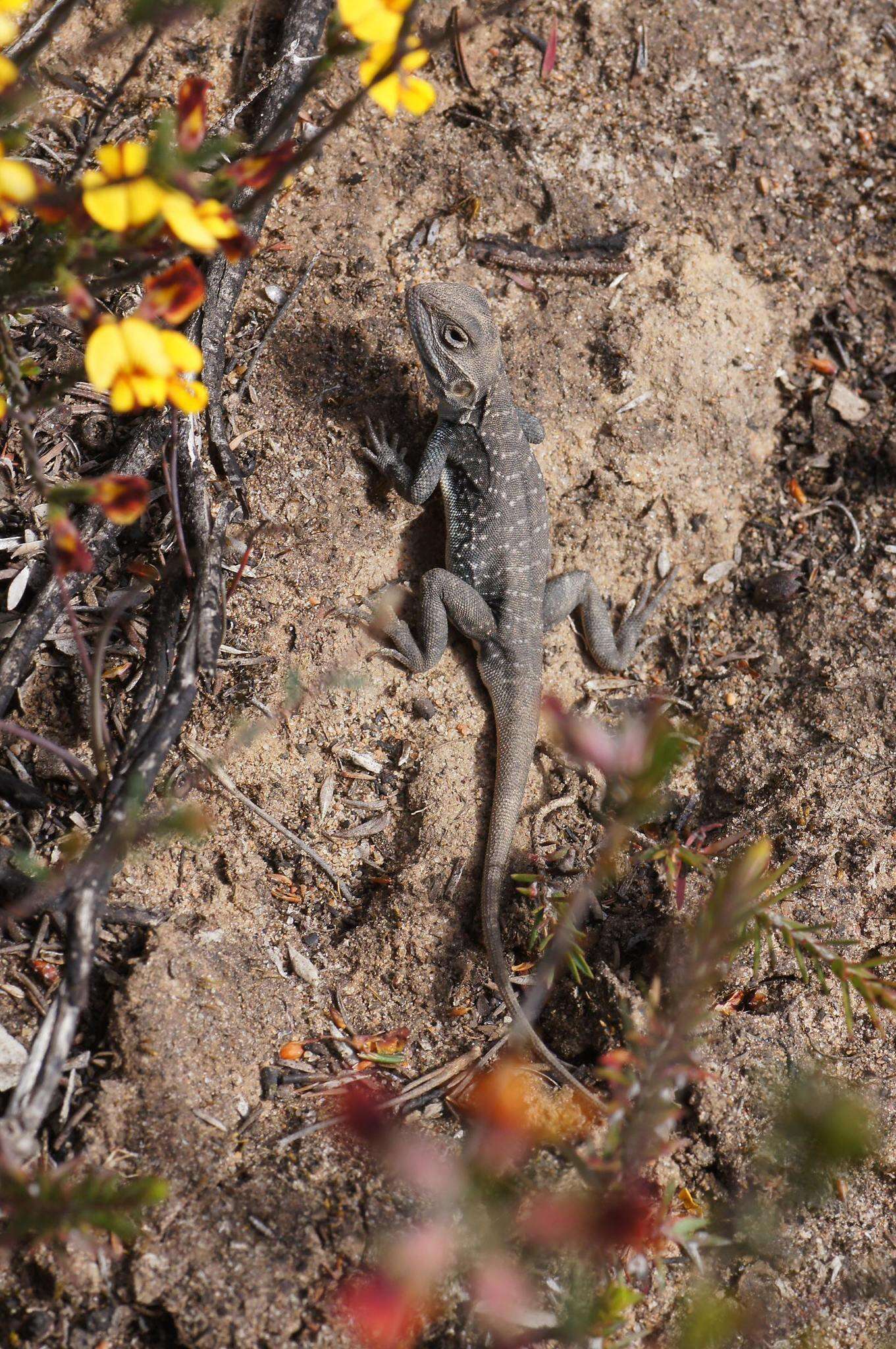 Ctenophorus pictus (Peters 1866) resmi