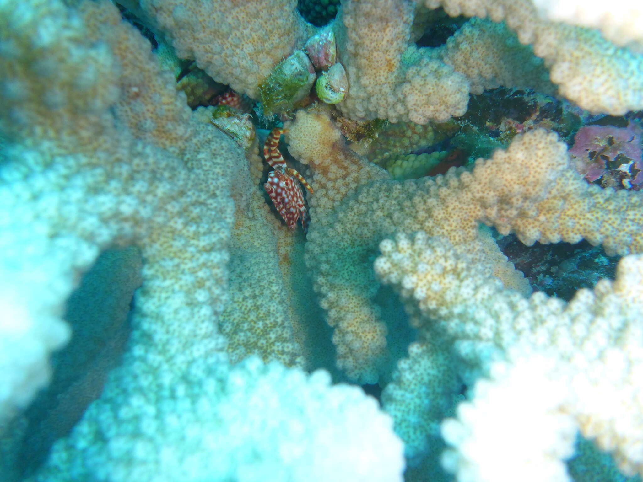 Image of yellow-spotted guard crab