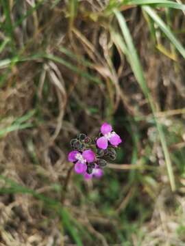 Image de Tradescantiaceae