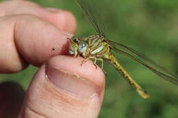 Image of Clubbed Talontail