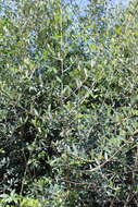 Image of European olive