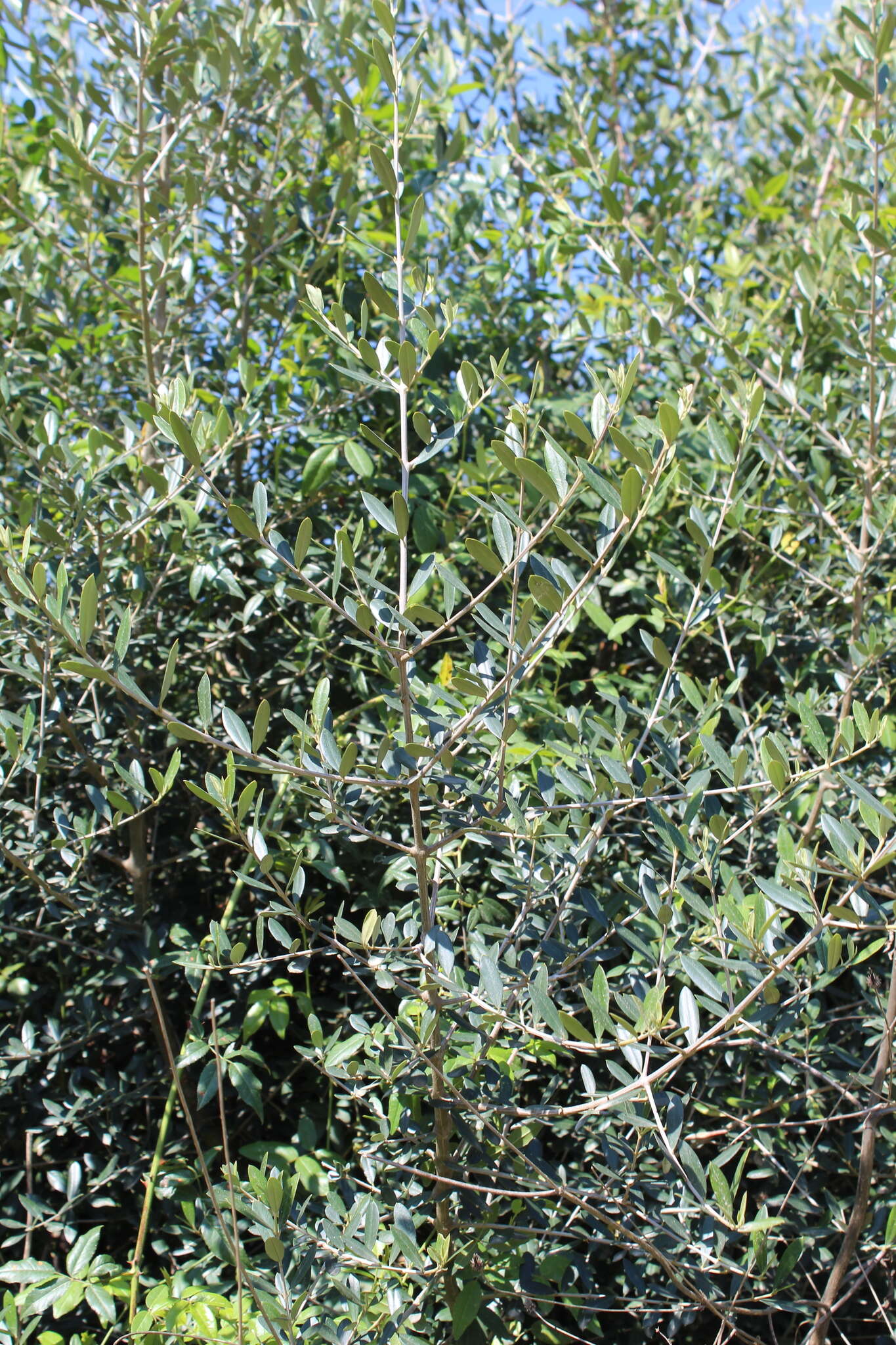 Sivun Olea europaea subsp. europaea kuva