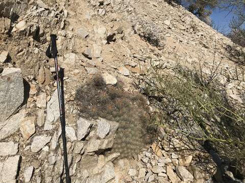 Image of Mammillaria pondii subsp. setispina (J. M. Coult.) D. R. Hunt