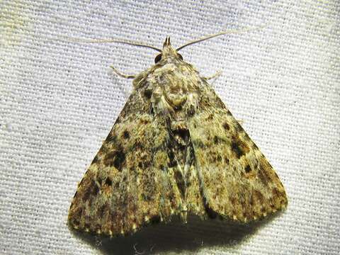 Image of Common Fungus Moth