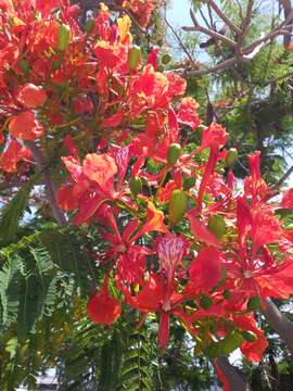 Image of Delonix regia (Bojer ex Hook.) Raf.