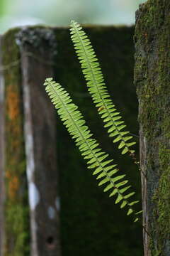 Image of annual swordfern