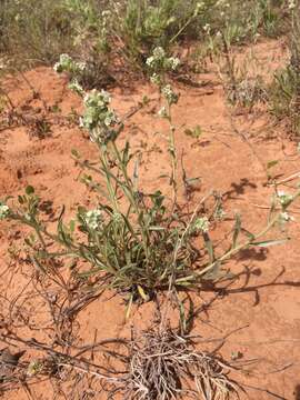 Imagem de Oreocarya suffruticosa (Torr.) Greene