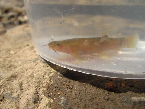 Image of Flat-headed loach