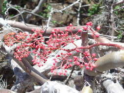 Image of Cissus decidua J. A. Lombardi