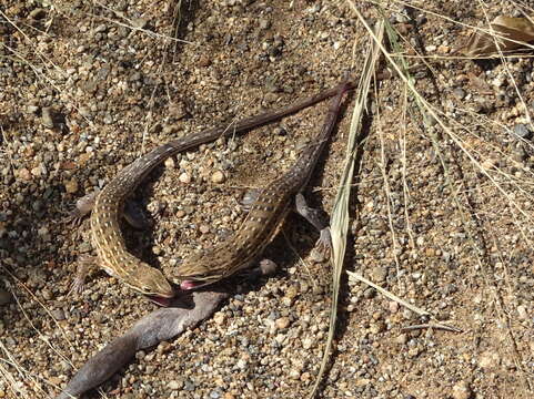 Image of Common Rough-scaled Lizard