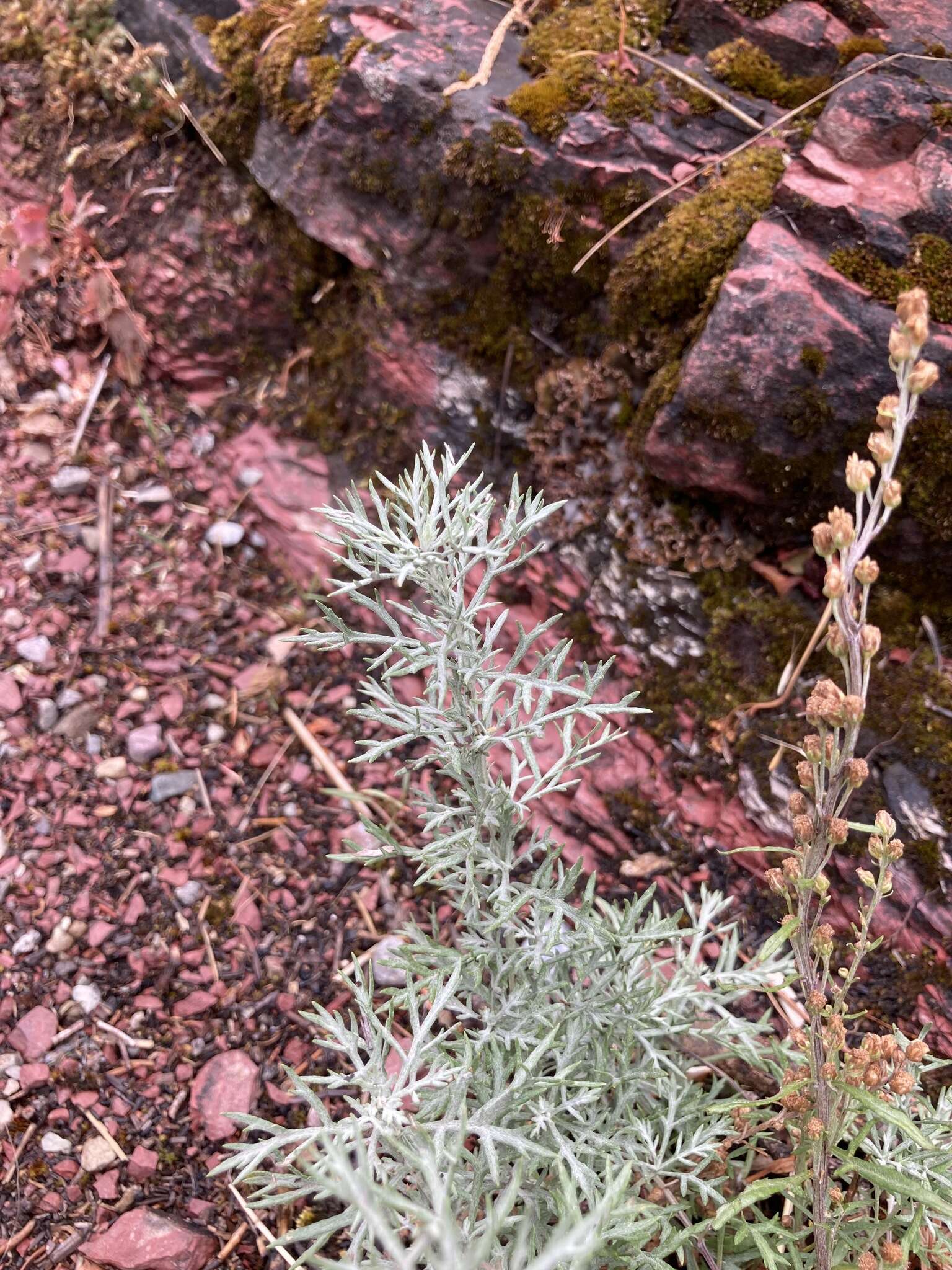 Image of Michaux's wormwood