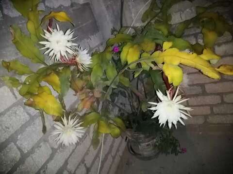 Image of climbing cactus