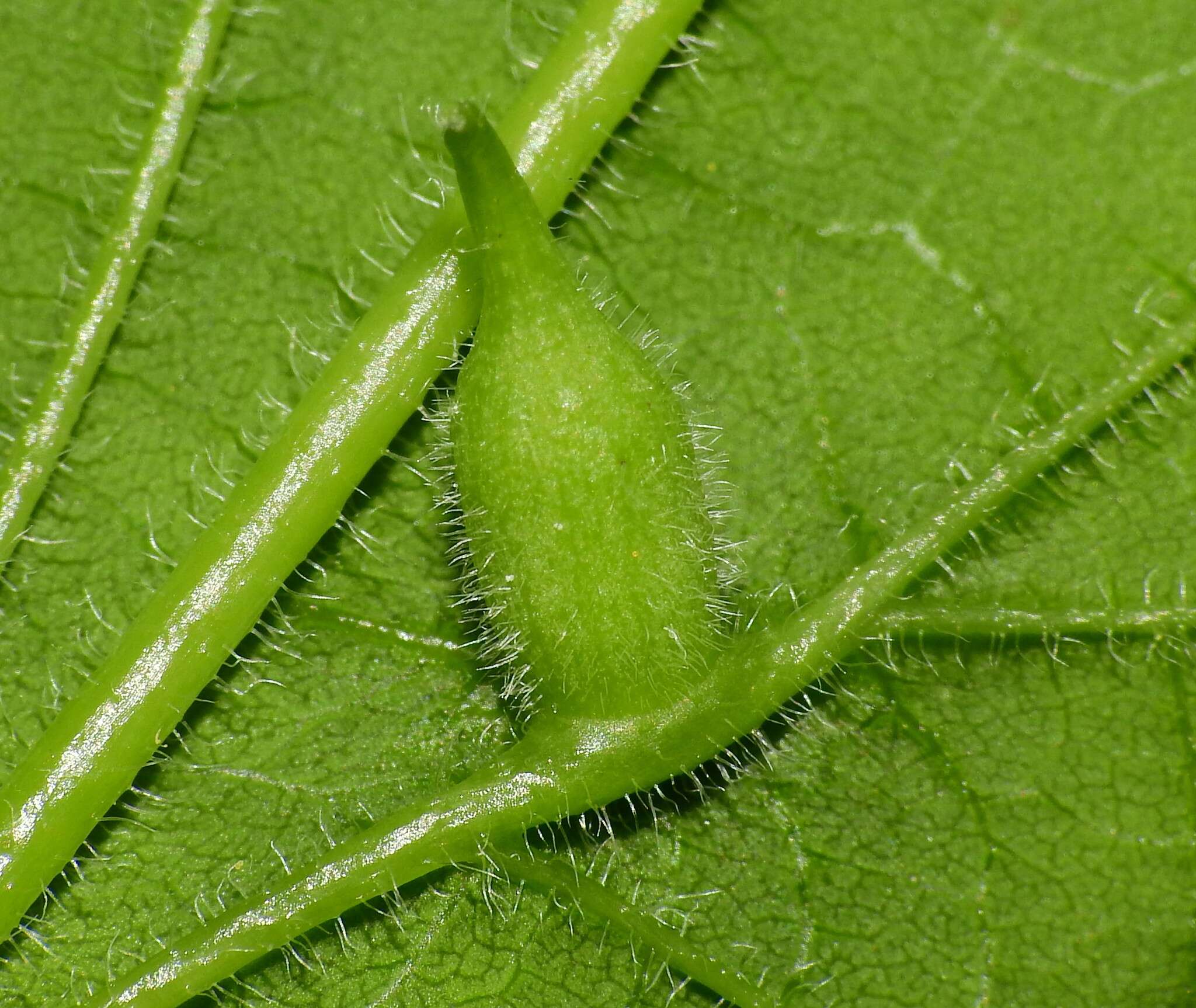 Image of Celticecis ovata Gagné 2013