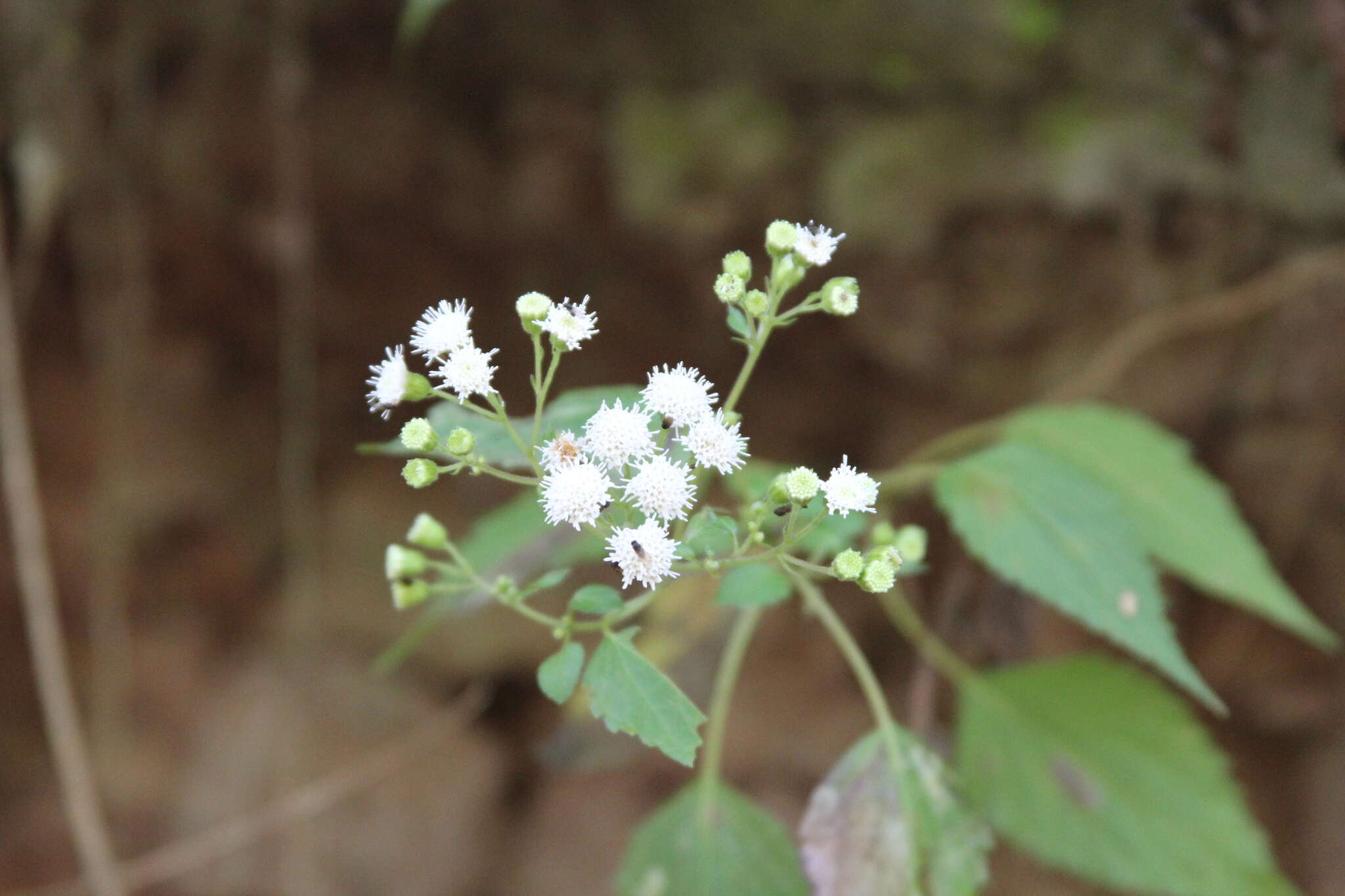 Image of Ageratina tenuis (R. E. Fr.) R. King & H. Rob.