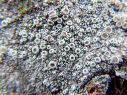 Image de Lecanora hybocarpa (Tuck.) Brodo