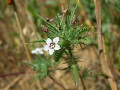 Image of Navarretia gowenii L. A. Johnson