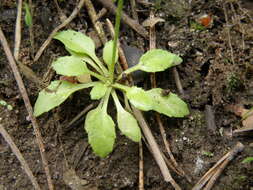 Image de Androsace filiformis Retz.