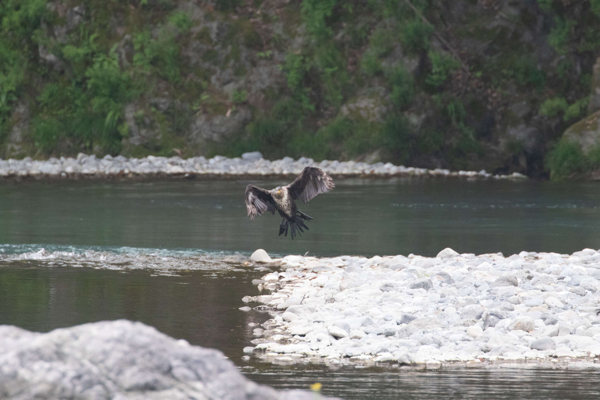 Imagem de Phalacrocorax carbo hanedae Kuroda & Nagamichi 1925