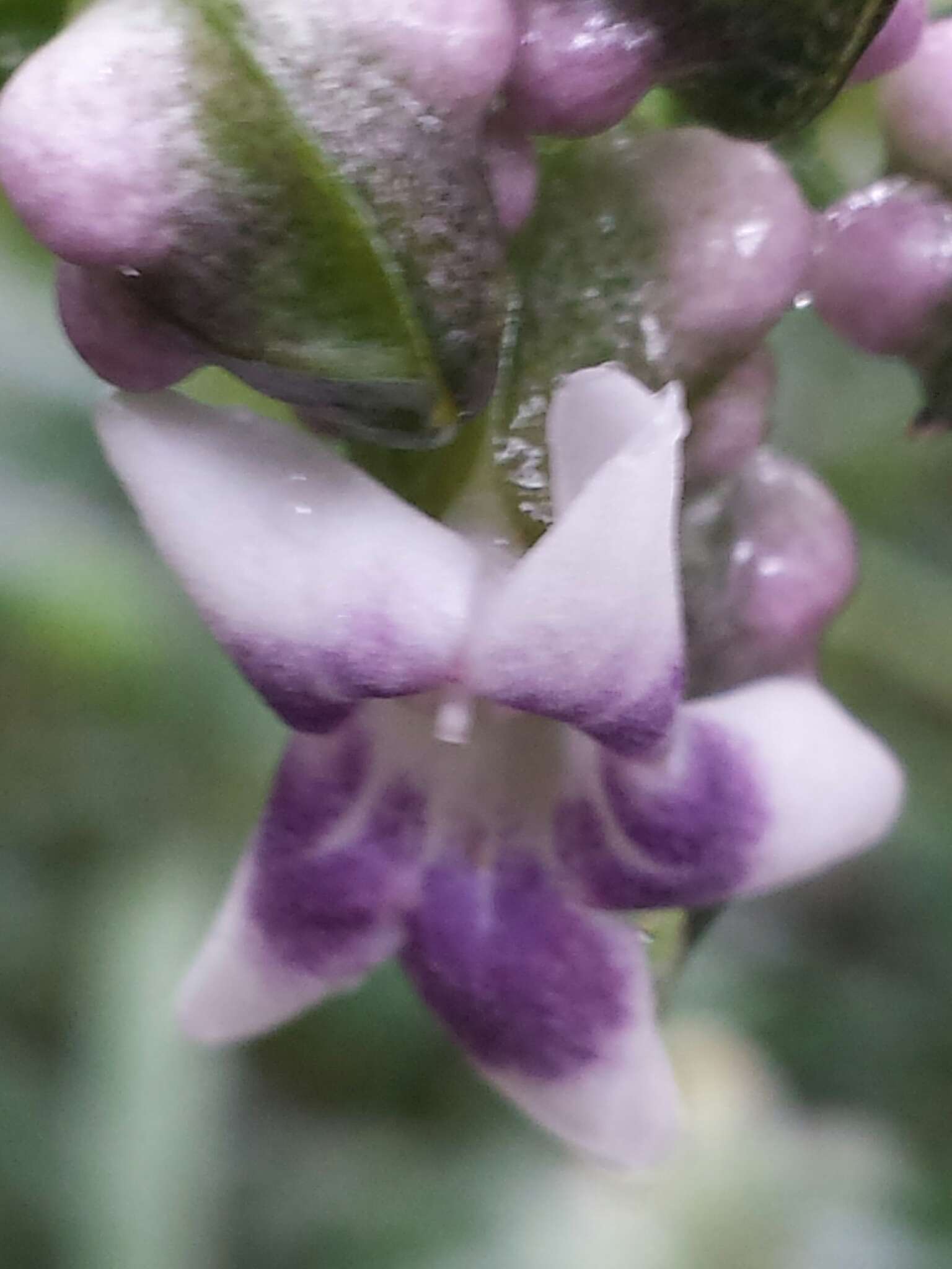 Image of Mendoncia flagellaris (Baker) Benoist