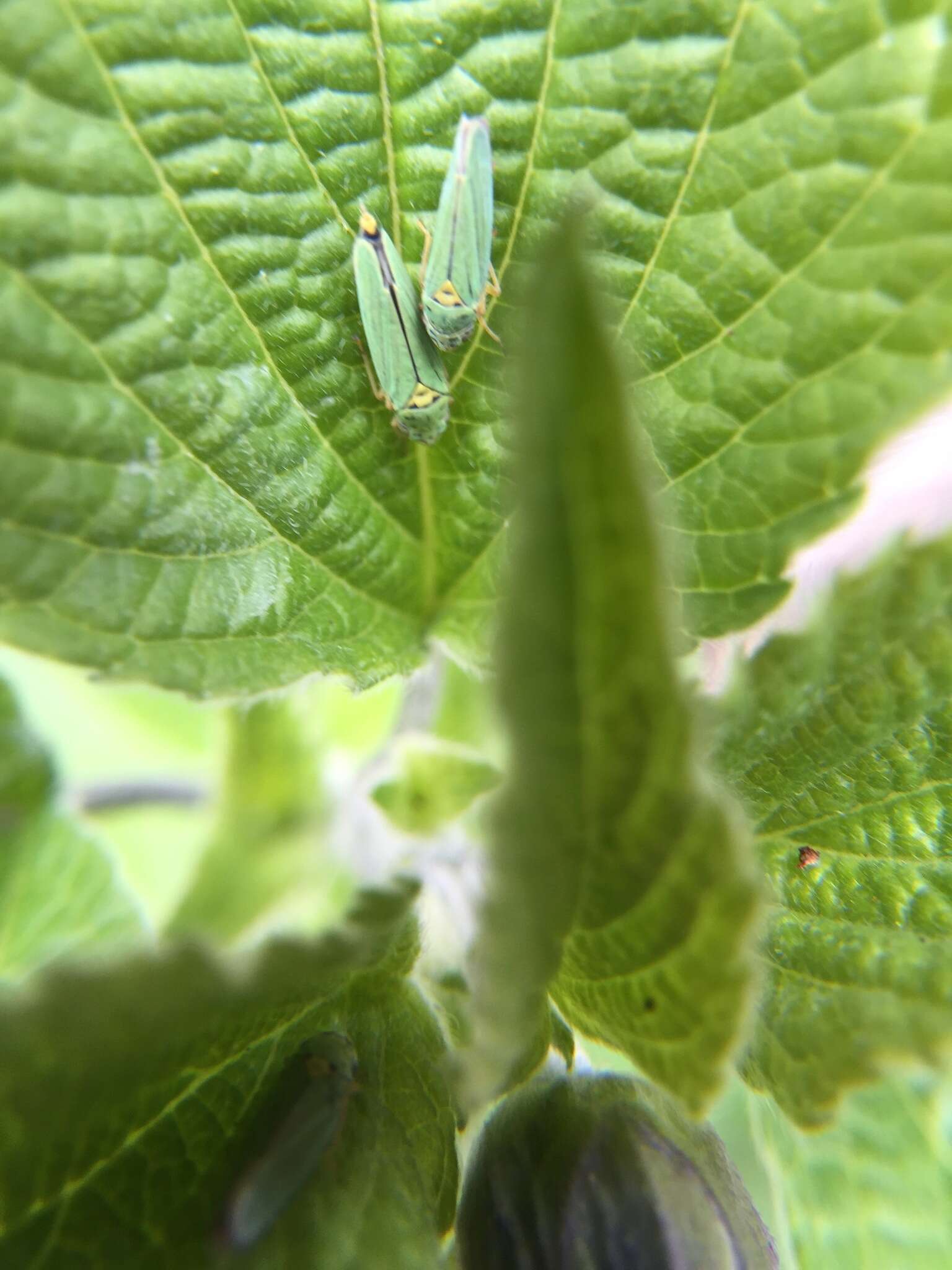 Image of Blue-Green Sharpshooter