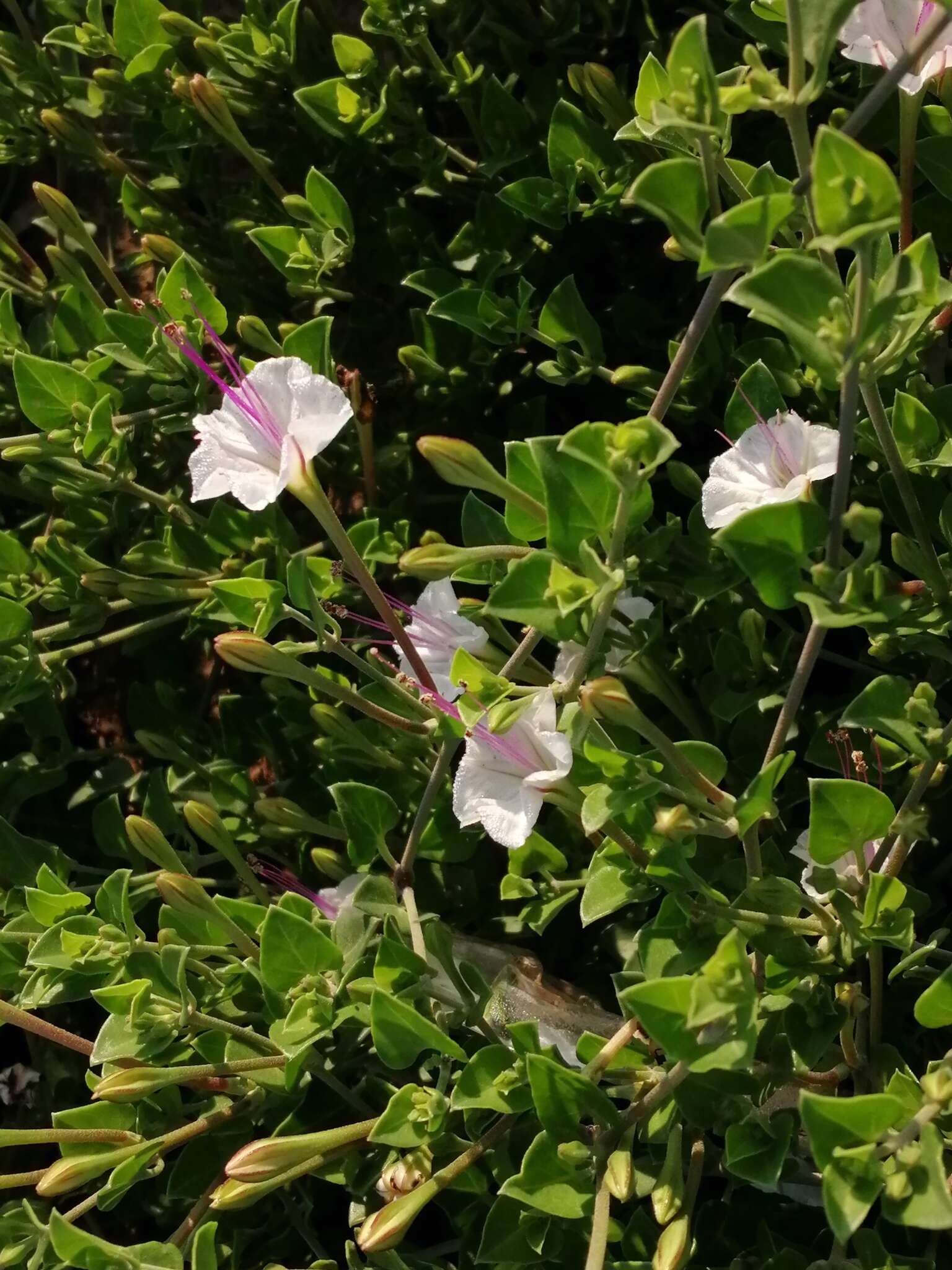 Image of Berlandier's trumpets