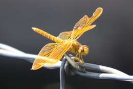 Image of Mexican Amberwing