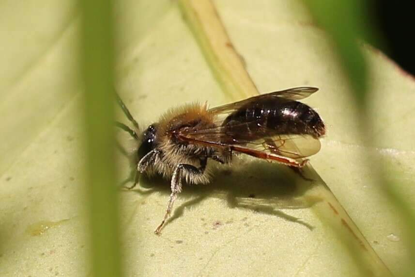 Image of early mining bee