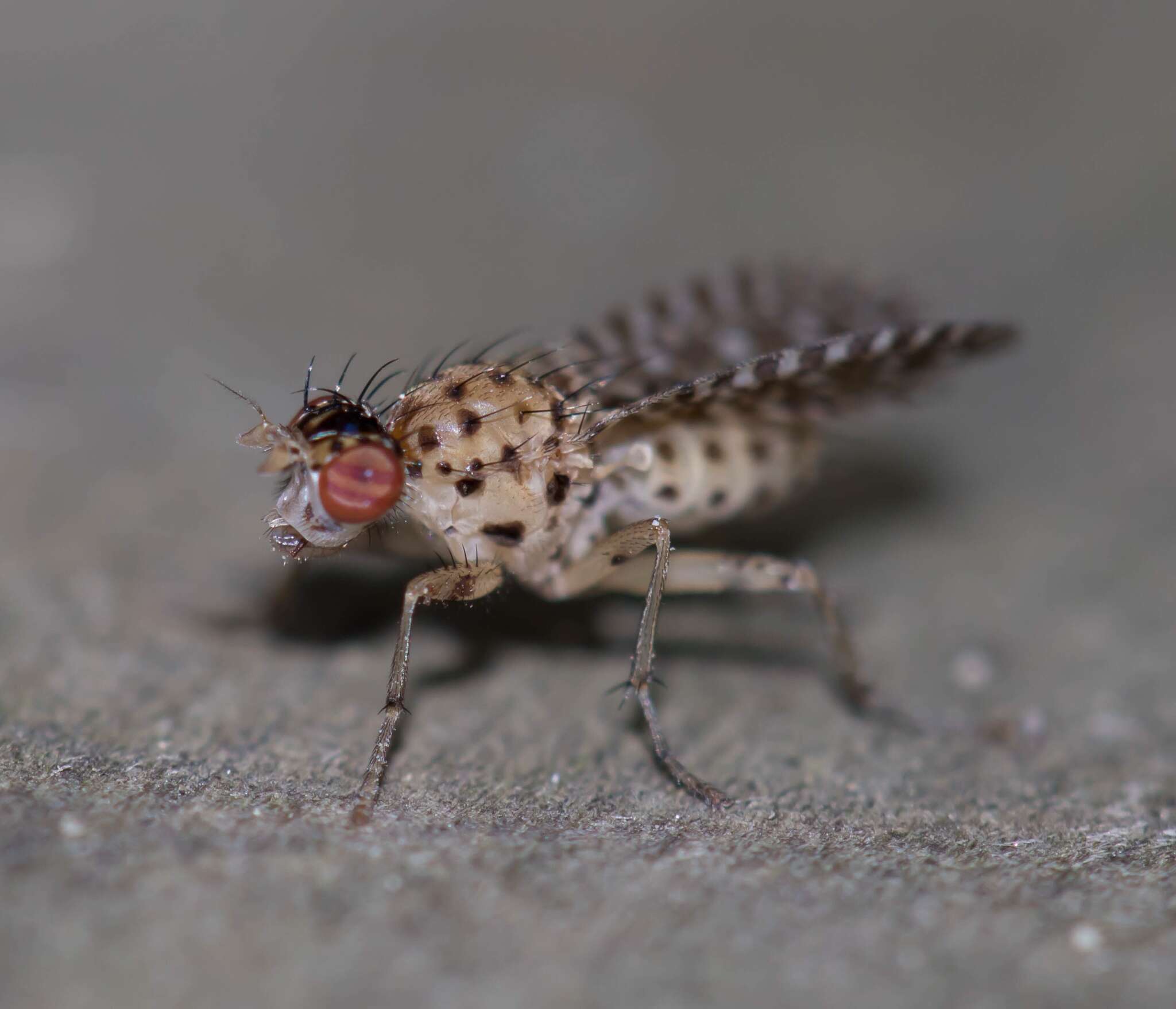 Image de Poecilographa