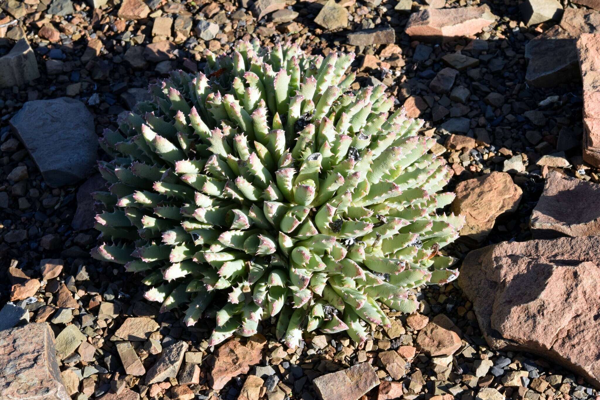 Image of Stomatium murinum (Haw.) Schwant. ex Jacobsen