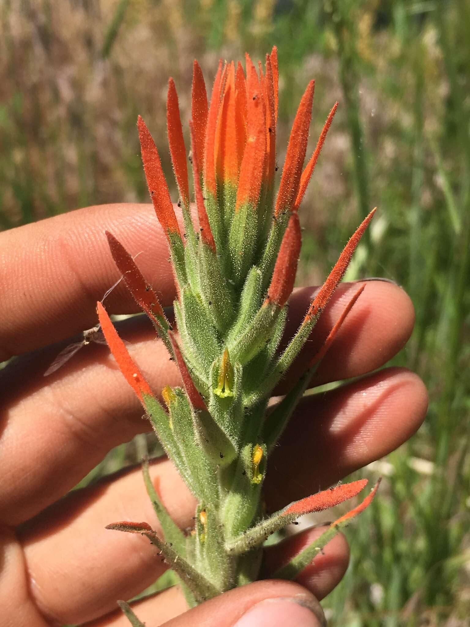 Image of Castilleja minor var. exilis (A. Nelson) J. M. Egger