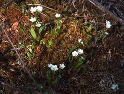 Claytonia tuberosa Pall. ex Willd. resmi