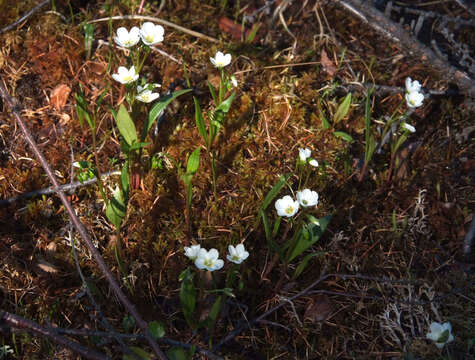 Image of Tuberous Springbeauty