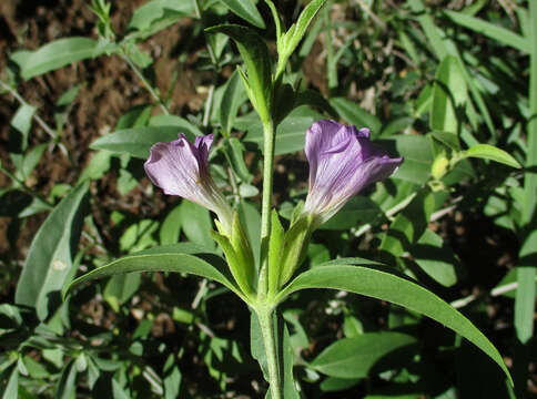 Image of Barleria lancifolia T. Anders.