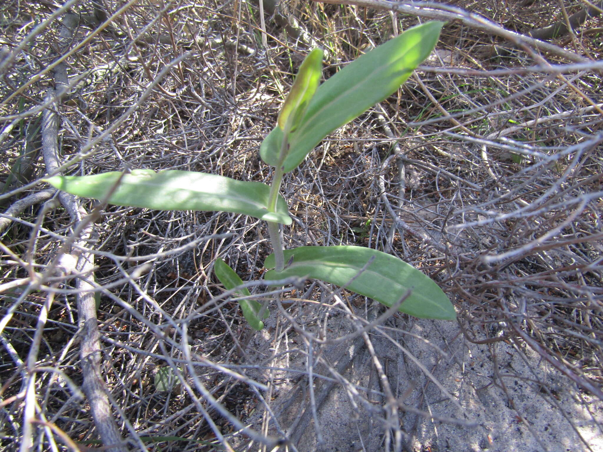 Image of Othonna perfoliata (L. fil.) Sch. Bip.