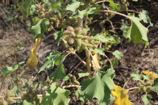 Image of Xanthium orientale subsp. californicum (Greene) Greuter