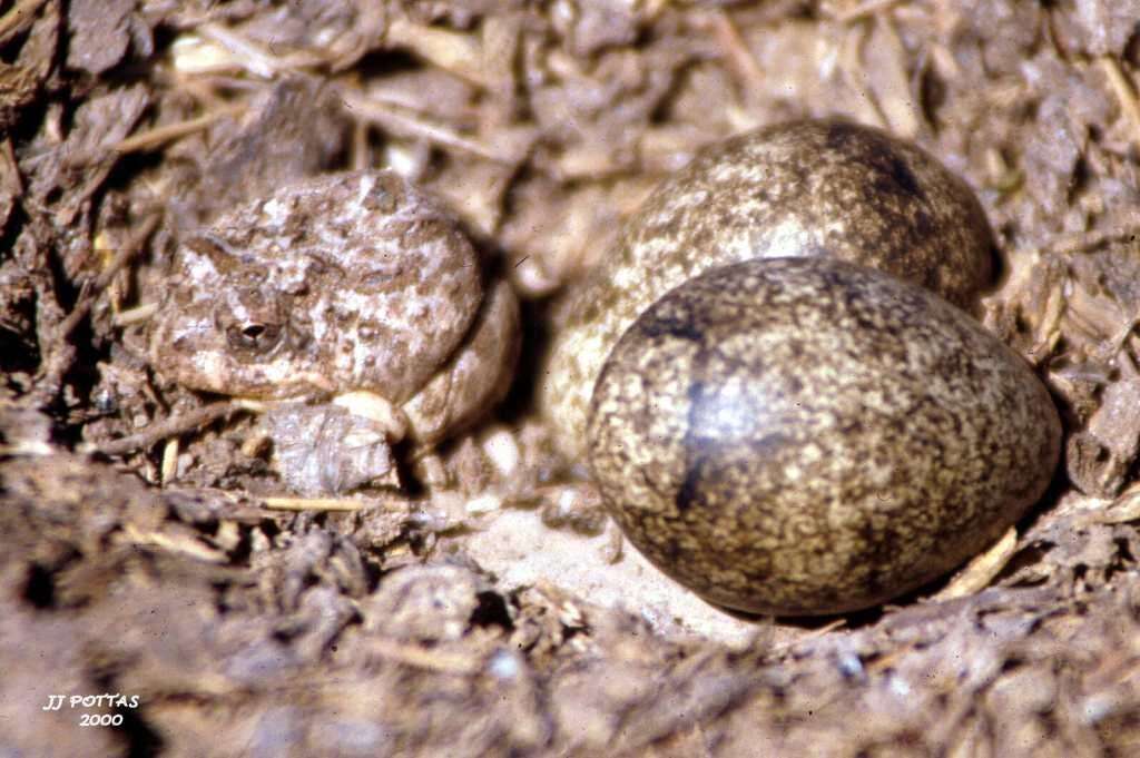 Image of Tandy's Sand Frog